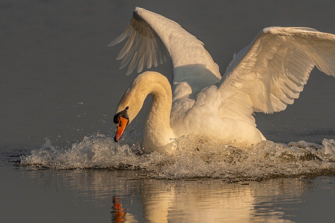 Frankreich,Somme,Baie de Somme,Naturreservat der Baie de Somme,Le Crotoy,Territorialkonflikt zwischen Höckerschwänen (Cygnus olor),der auf diesem Teich nistende Schwan jagt alle Eindringlinge