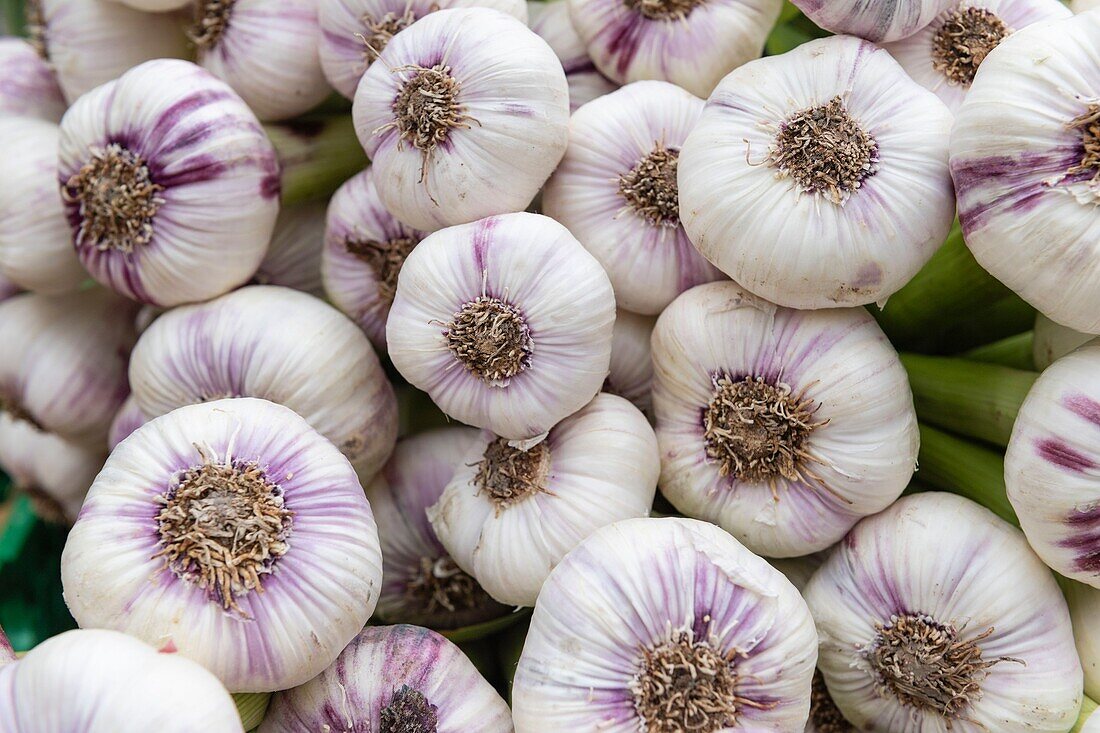 France,Vaucluse,Luberon,Apt,garlic at the market