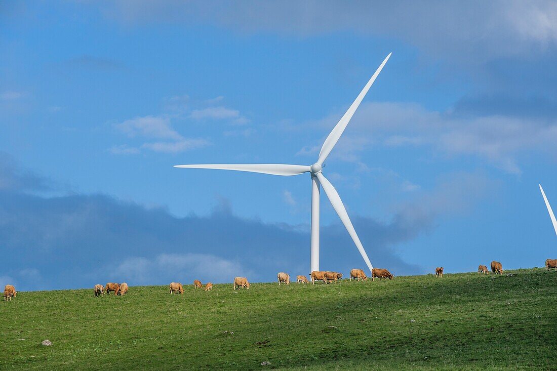 France,Cantal,Regional Natural Park of the Auvergne Volcanoes,Cezallier plateau,wind turbine near Allanche