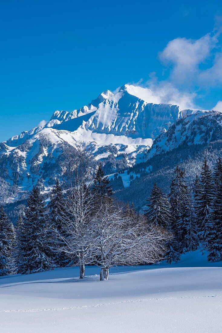 Frankreich,Haute Savoie,Bornes-Massiv,Plateau des Glieres,der nordöstliche Teil des Plateaus und der Gipfel des Jalouvre