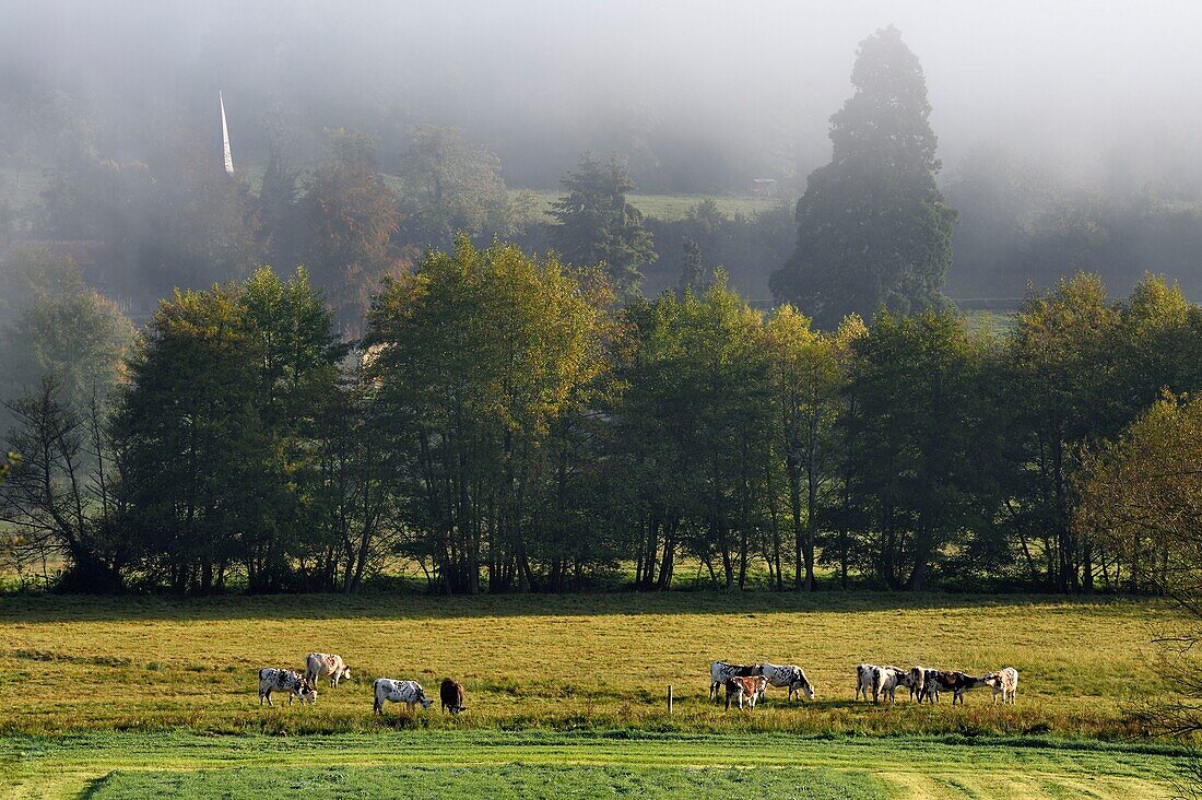 France,Calvados,Pays d'Auge,Saint Germain de Livet,herd of cows and the bell tower of the Saint John church in the background
