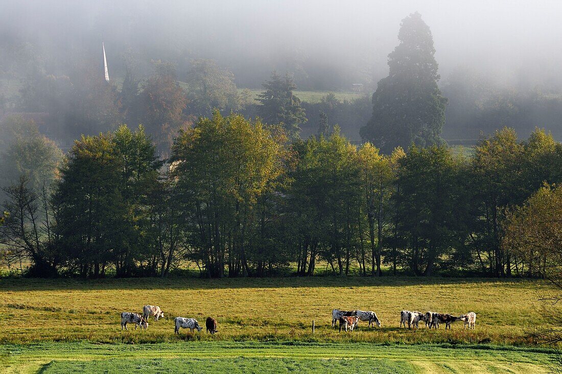 Frankreich,Calvados,Pays d'Auge,Saint Germain de Livet,Kuhherde und der Glockenturm der Kirche Saint John im Hintergrund