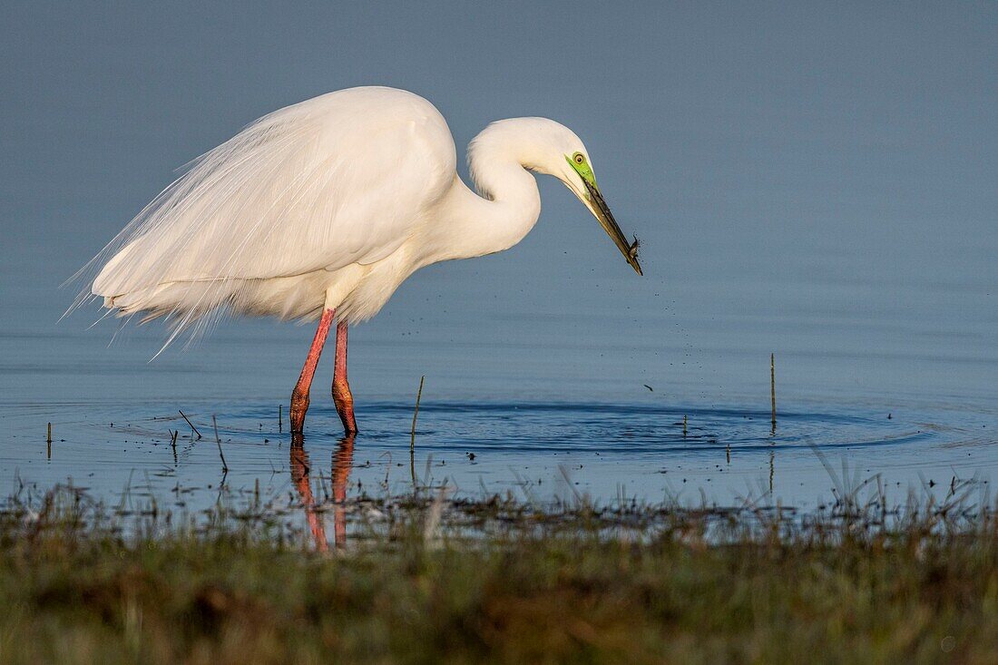 Frankreich,Somme,Baie de Somme,Le Crotoy,Crotoy Marsh,Silberreiher (Ardea alba) im Hochzeitsgefieder beim Fischen