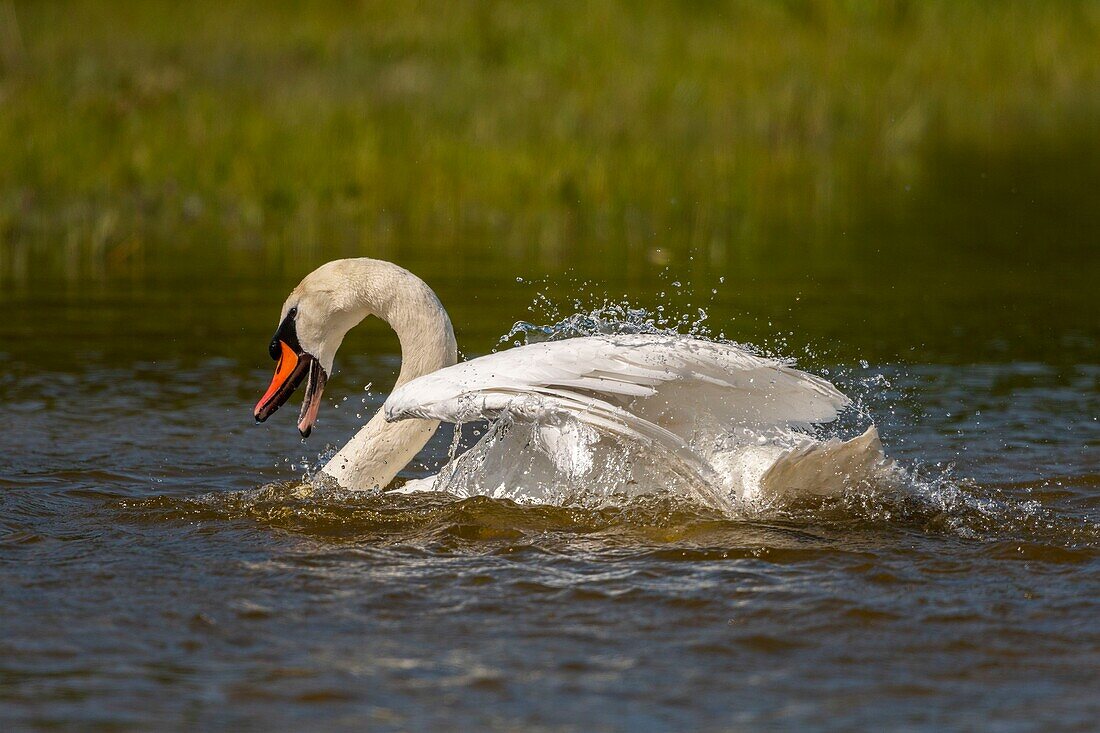 Frankreich,Somme,Bucht von Somme,Naturschutzgebiet der Bucht von Somme,Ornithologischer Park Marquenterre,Höckerschwan (Cygnus olor) Bad (Toilette)