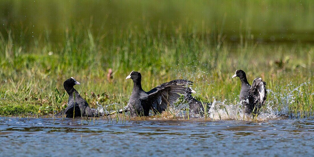 France,Somme,Bay of Somme,Natural Reserve of the Bay of Somme,Saint-Quentin-en-Tourmont,Ornithological Park of Marquenterre,Fight between Coot (Fulica atra - Eurasian Coot): when the coots are settling for breeding in the spring,conflicts are numerous for the defense of the territory with individuals who have not found a companion