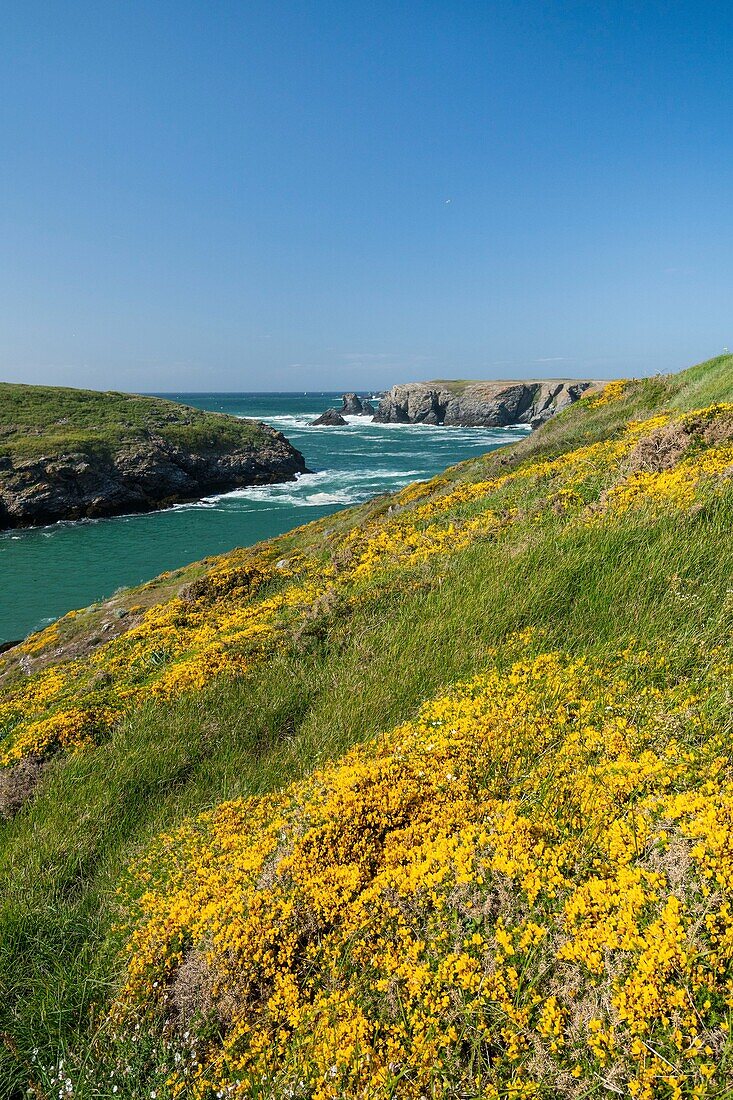 France,Morbihan,Belle-Ile island,Sauzon,the handle of Ster Vraz and gorse in bloom