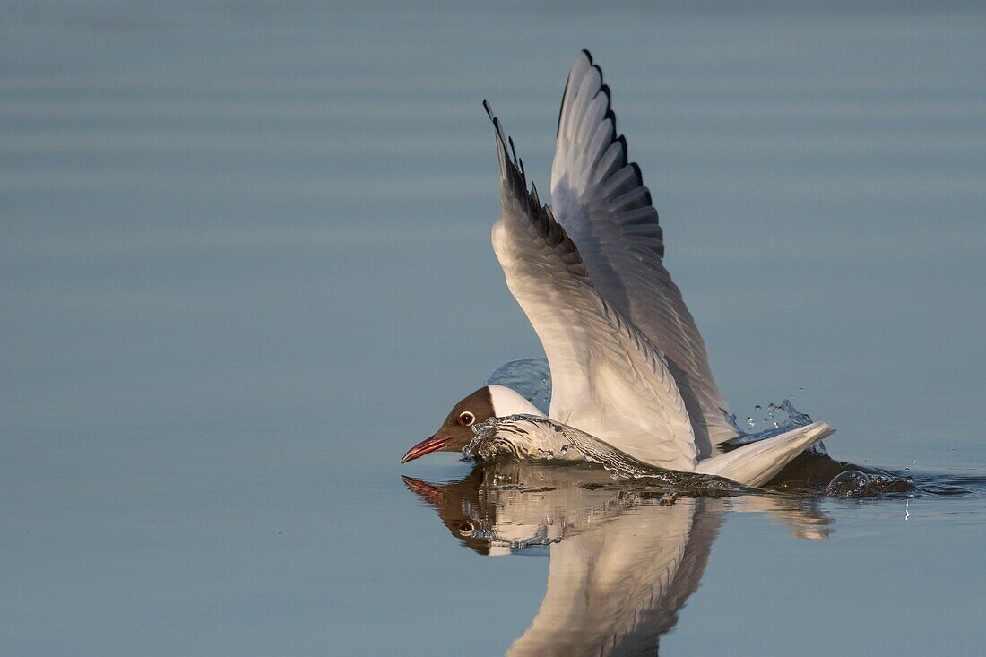 France,Somme,Baie de Somme,Le Crotoy,Crotoy Marsh,at the beginning of spring,the colony of black headed gulls (Chroicocephalus ridibundus) comes to settle on the islands of one of the marsh's ponds and impatiently wait for the water level to drop to settle for the nesting and breeding
