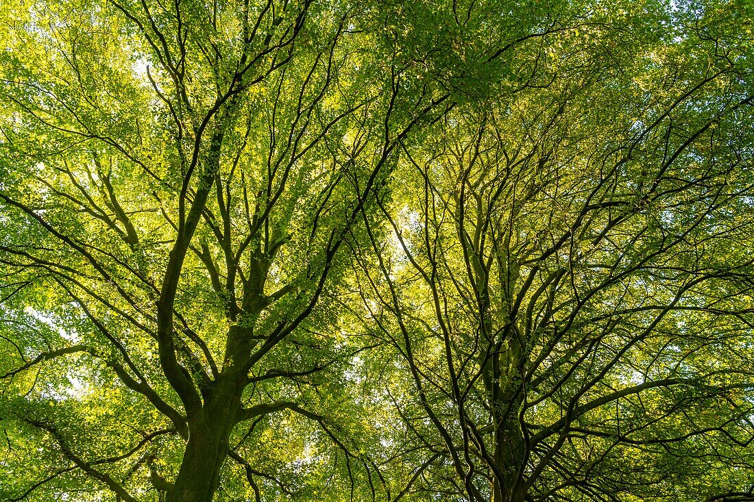 France,Somme,Crécy Forest,Crécy-en-Ponthieu,The Crécy Forest and its beeches famous for the quality of their wood (The white beech of Crécy),early autumn