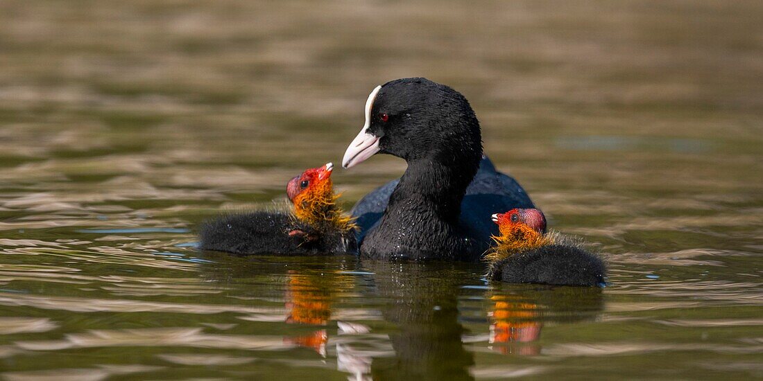 France,Somme,Bay of Somme,Natural Reserve of the Bay of Somme,Saint-Quentin-en-Tourmont,Marquenterre Ornithological Park,Coot (Fulica atra - Eurasian Coot): feeding of young brood by the adults who seek plants at the bottom of the water for their chicks or give them insects and larvae