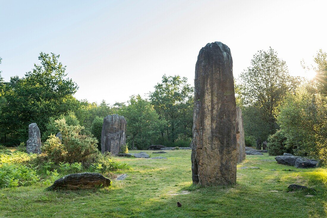 Frankreich,Morbihan,Monteneuf,die megalithische Domäne der geraden Steine bei Sonnenaufgang