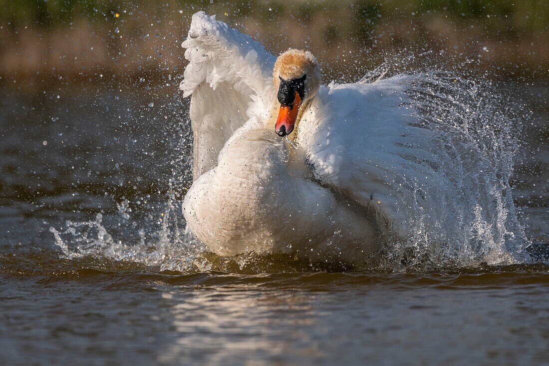 France,Somme,Baie de Somme,Baie de Somme Nature Reserve,Marquenterre Ornithological Park,Saint Quentin en Tourmont,Mute Swan (Cygnus olor Mute Swan) bath (toilet)