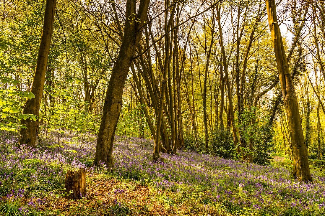 Frankreich,Somme,Ault,Bois de Cise,Wilde Jacynthes (Hyacinthoides non scripta) in dem berühmten Badeort des letzten Jahrhunderts