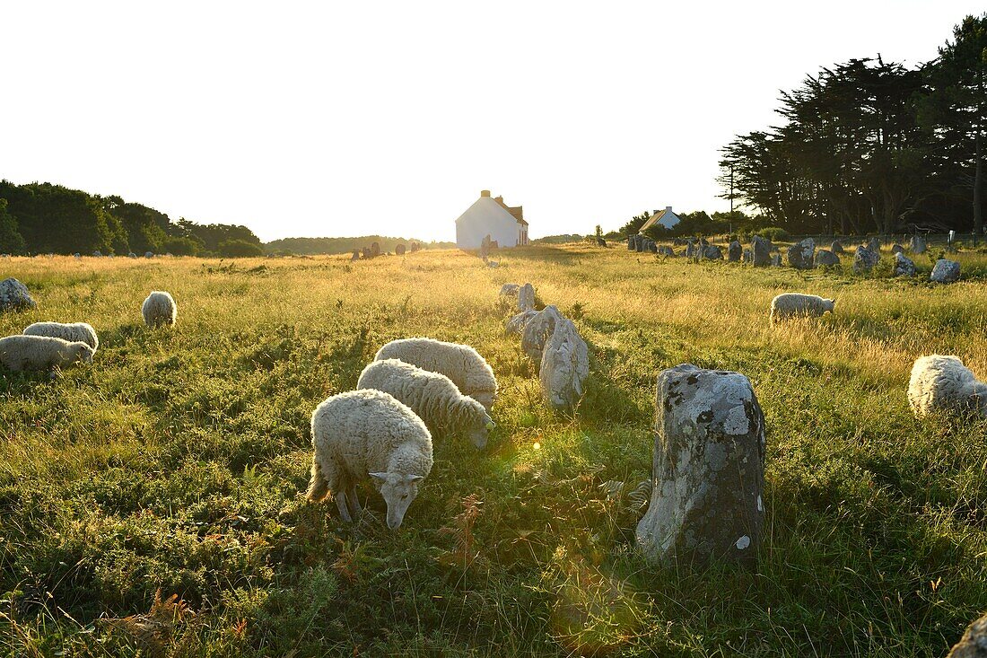 France,Morbihan,Carnac,row of megalithic standing stones at Kermario