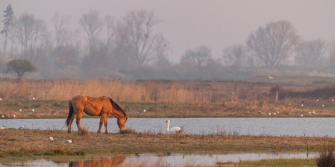 France,Somme,Baie de Somme,Le Crotoy,Le Crotoy Marsh,the Henson horse race was created in the Baie de Somme for riding and is the pride of local breeders,these little hardy horses are also used for ecopaturing and swamp maintenance