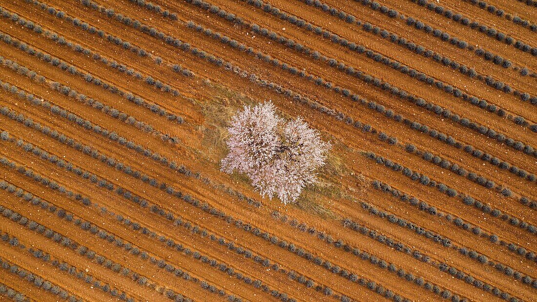 France,Alpes de Haute Provence,Verdon Regional Nature Park,Plateau de Valensole,Puimoisson,lavender and almond blossom field (aerial view)