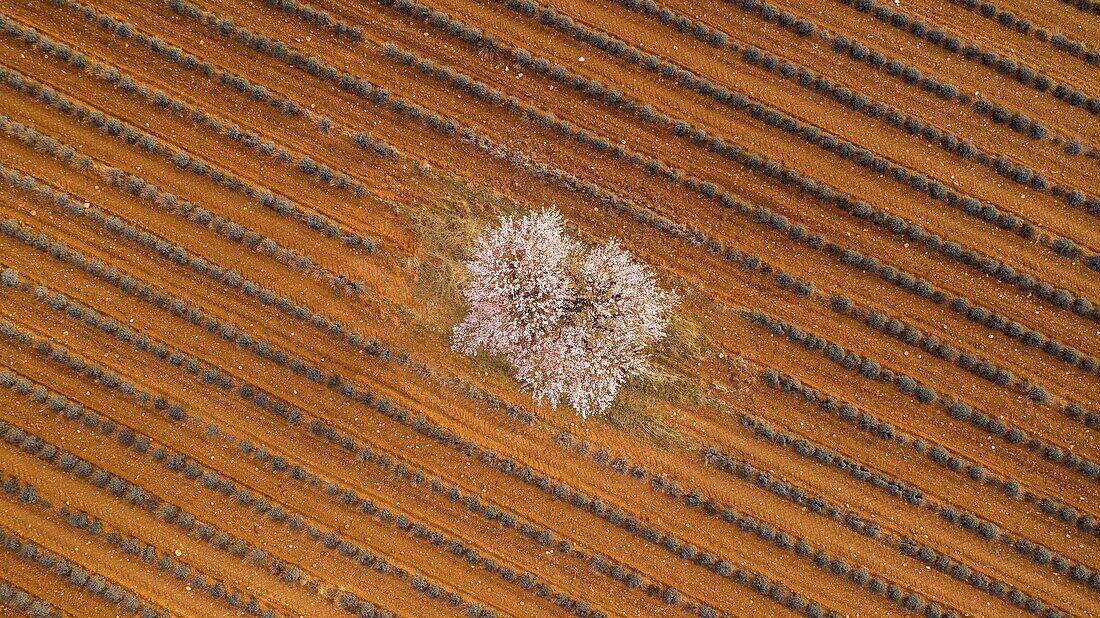 Frankreich,Alpes de Haute Provence,Regionaler Naturpark Verdon,Plateau de Valensole,Puimoisson,Lavendel- und Mandelblütenfeld (Luftaufnahme)