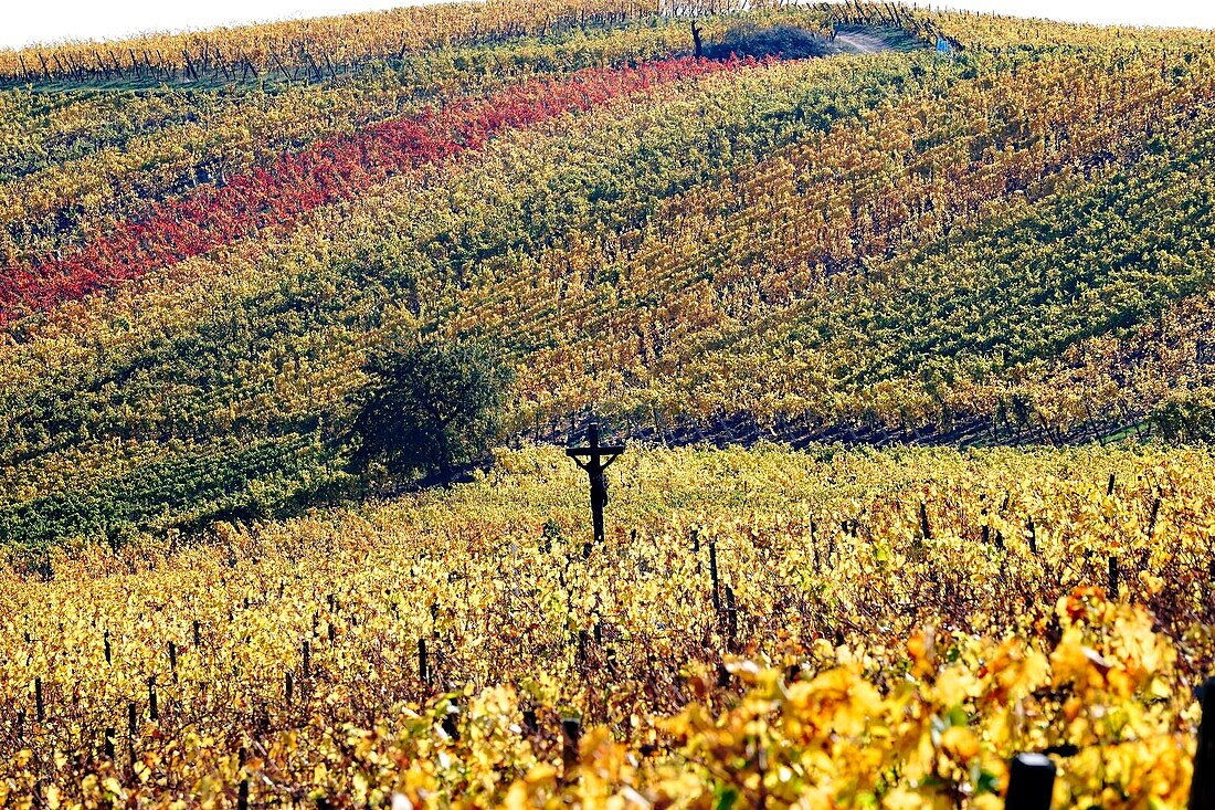 France,Haut Rhin,Turckheim,vineyards in autumn of the Wine Road.