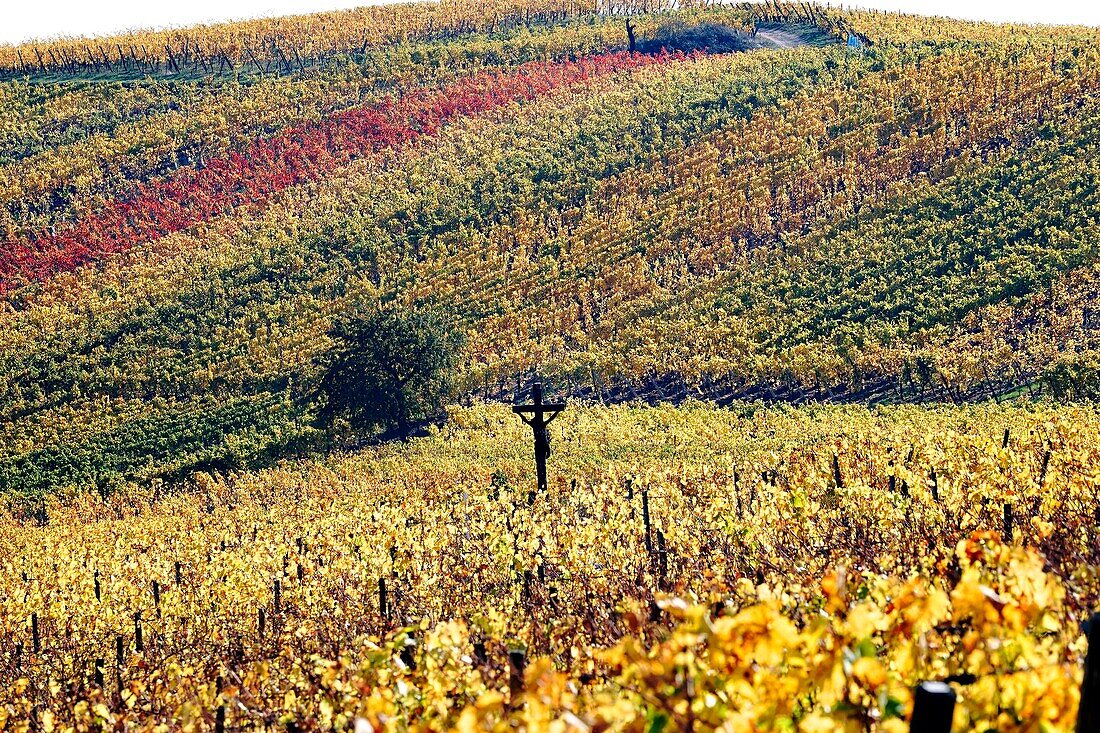 Frankreich,Haut Rhin,Turckheim,Weinberge im Herbst an der Weinstraße.
