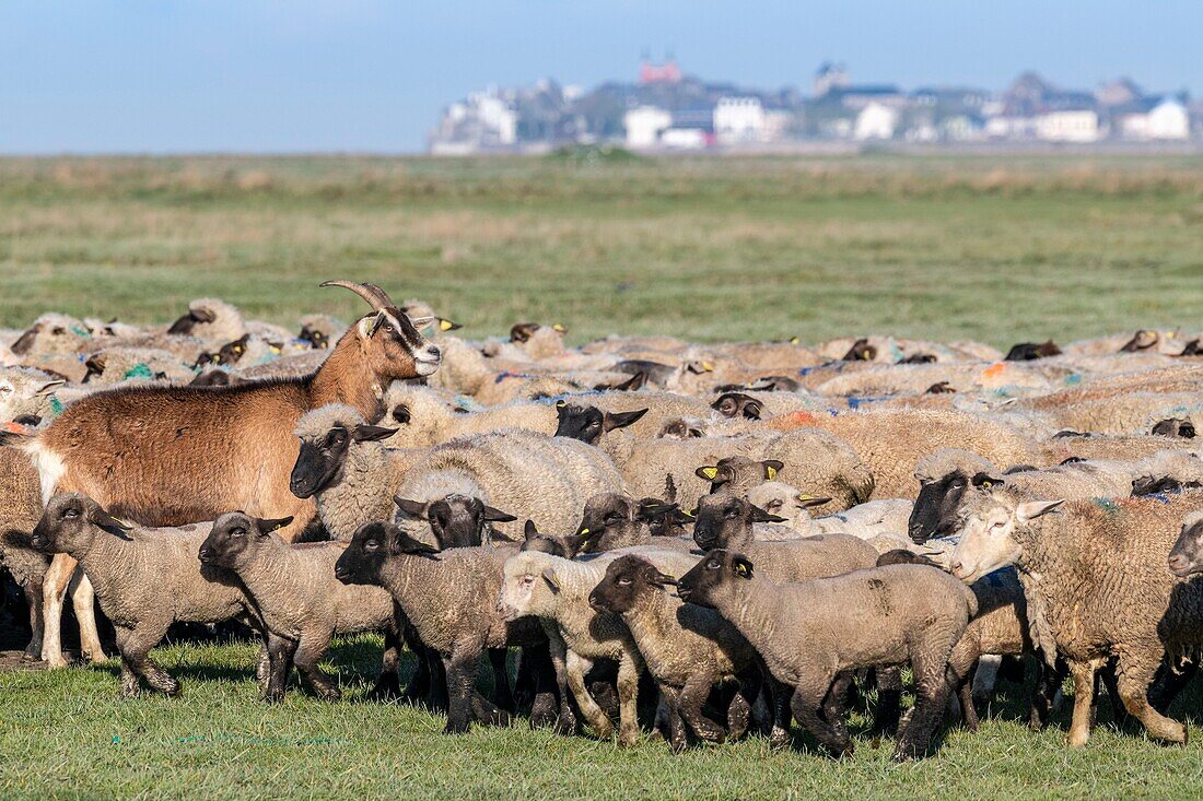 France,Somme,Baie de Somme,Le Crotoy,salt meadow sheep in the Baie de Somme in spring,at this time of year,sheep still have their wool and lambs are still small,a few goats accompany the flock to guide him in the meadows