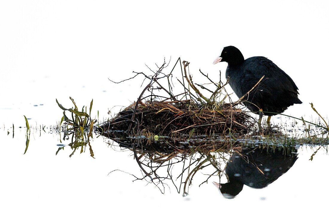 France,Somme,Baie de Somme,Le Crotoy,Crotoy Marsh,Coot (Fulica atra) busy building the nest in the spring
