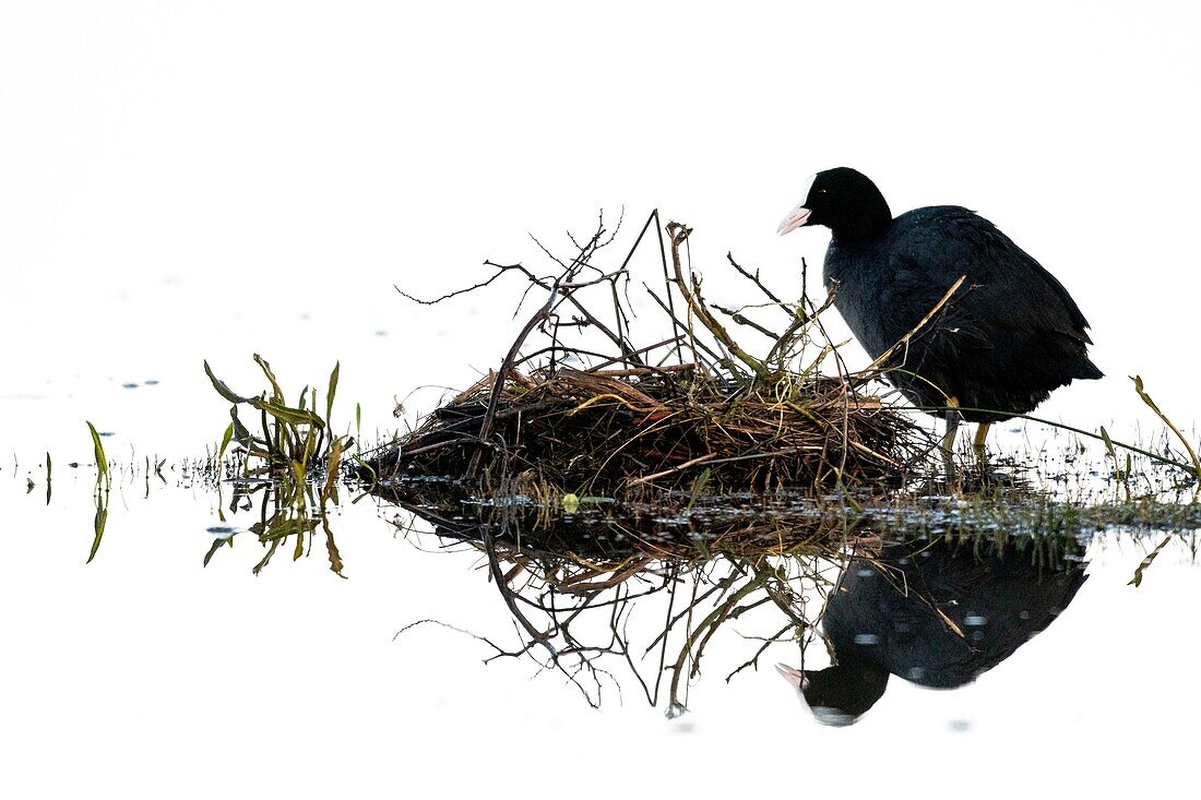 Frankreich,Somme,Baie de Somme,Le Crotoy,Crotoy Marsh,Blässhuhn (Fulica atra) beim Nestbau im Frühling