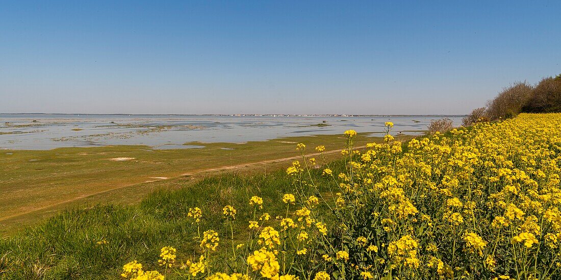 France,Somme,Baie de Somme,Saint Valery sur Somme,Cape Hornu,High tide,the sea invades the meadows and floating hunting huts back,the birds (egrets,spoonbills,...) come to catch the fishes which are trapped in the ponds,while the walkers benefit from the spectacle