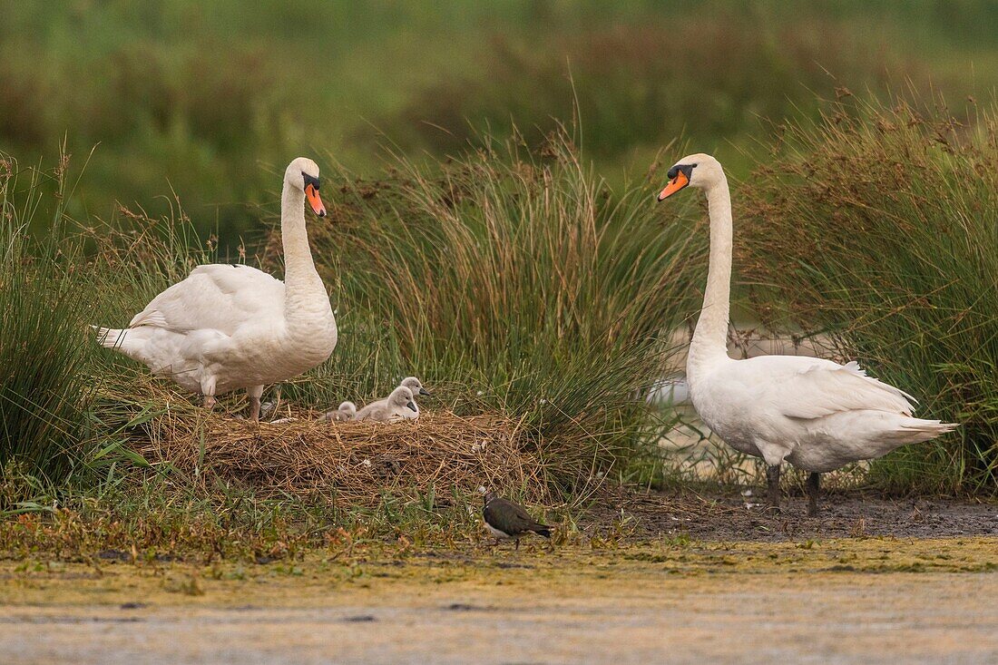 France,Somme,Somme Bay,Crotoy Marsh,Mute Swan Family (Cygnus olor - Mute Swan) with babies
