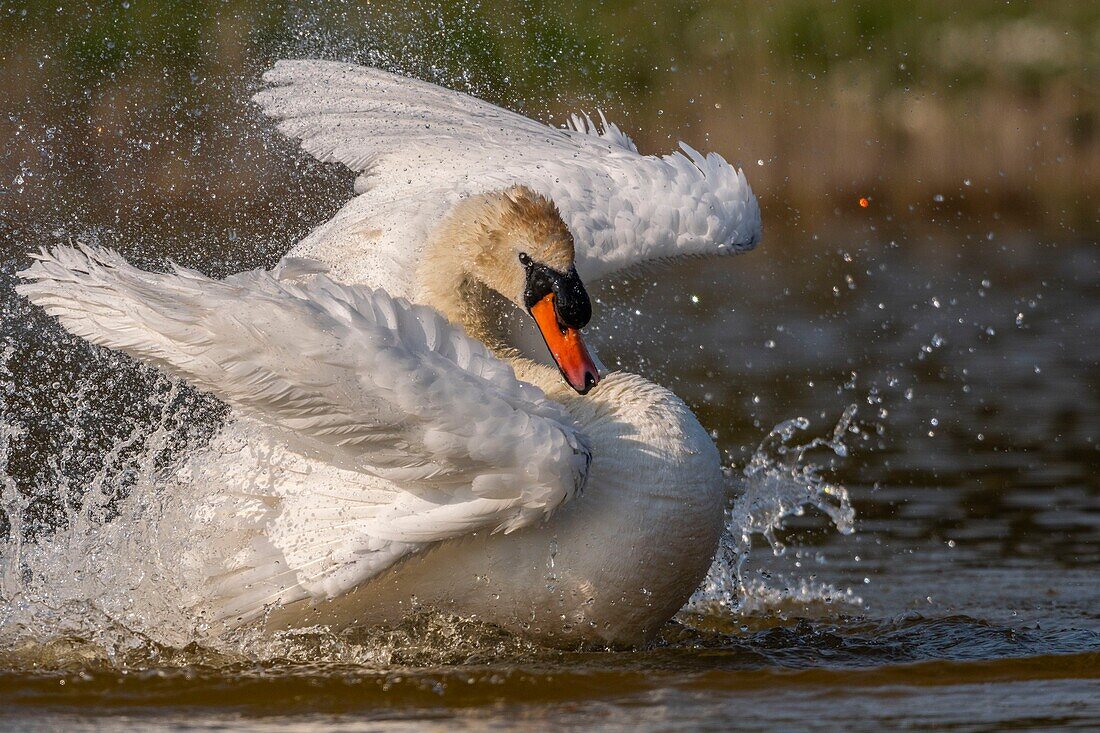 France,Somme,Baie de Somme,Baie de Somme Nature Reserve,Marquenterre Ornithological Park,Saint Quentin en Tourmont,Mute Swan (Cygnus olor Mute Swan) bath (toilet)