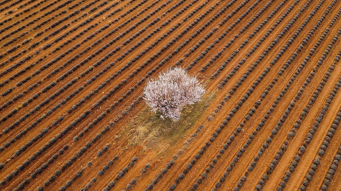 France,Alpes de Haute Provence,Verdon Regional Nature Park,Plateau de Valensole,Puimoisson,lavender and almond blossom field (aerial view)