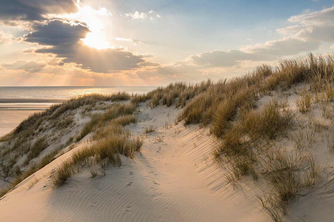 France,Somme,Picardy Coast,Fort-Mahon,the dunes of Marquenterre,between Fort-Mahon and the Bay of Authie,the white dunes covered with oyats to stabilize them