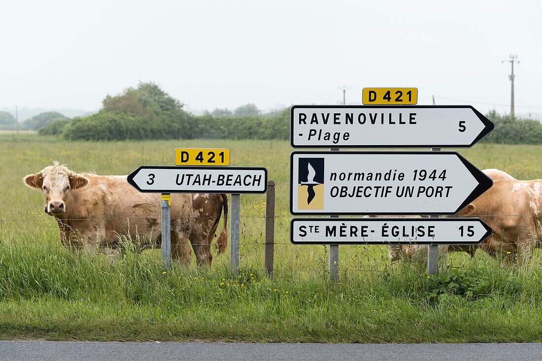 France,Manche,Cotentin,Sainte Marie du Mont,road sign to Utah Beach on Road D421,cows in the fields