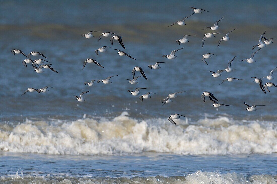 France,Somme,Picardy Coast,Quend-Plage,Sanderling in flight (Calidris alba ) along the beach