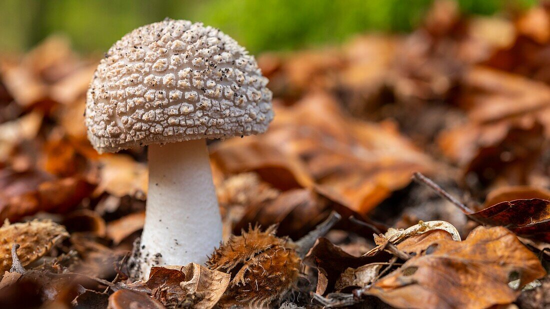 France,Somme,Crécy forest,Crécy-en-Ponthieu,Blushing Amanita mushroom - Amanita rubescens in autumn