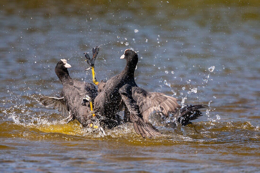 France,Somme,Bay of Somme,Natural Reserve of the Bay of Somme,Saint-Quentin-en-Tourmont,Ornithological Park of Marquenterre,Fight between Coot (Fulica atra - Eurasian Coot): when the coots are settling for breeding in the spring,conflicts are numerous for the defense of the territory with individuals who have not found a companion