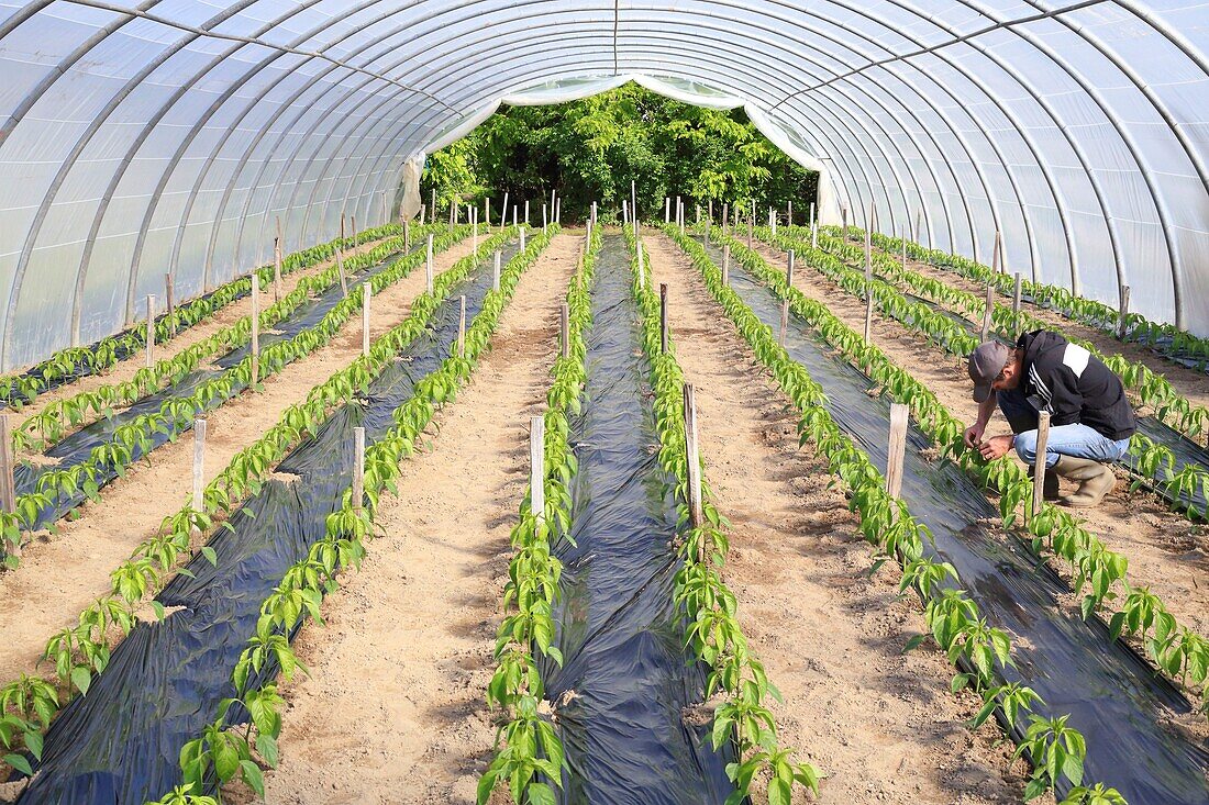 France,Landes,Sort en Chalosse,field of sweet peppers of the Landes under greenhouses