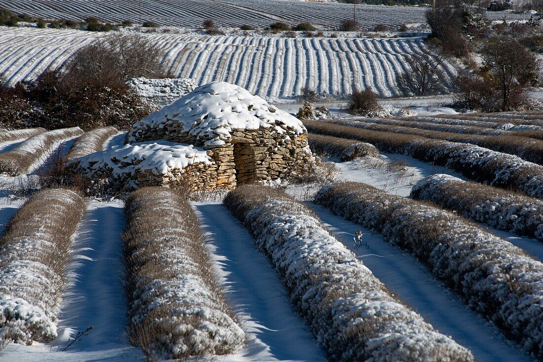 France,Drome,Ferrassieres,lavender fields under the snow