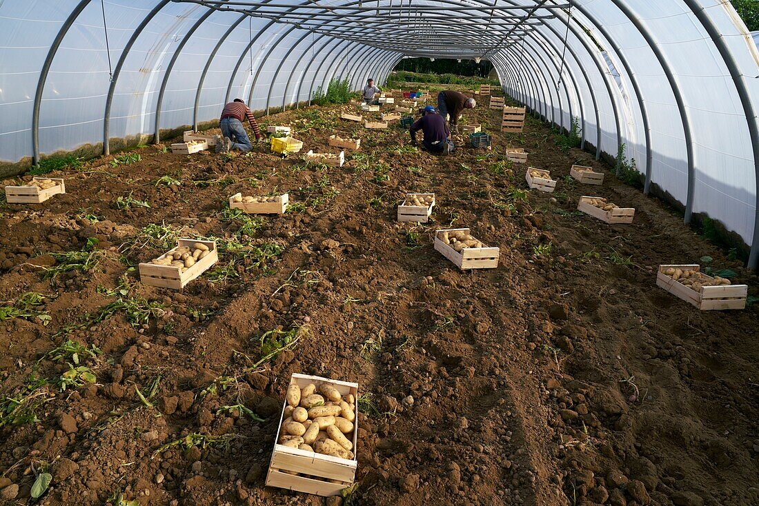 France,Pyrenees Orientales,Palau del Vidre,Ormeno Joel,potato producer Bea du Roussillon,manual collection of potatoes in greenhouses