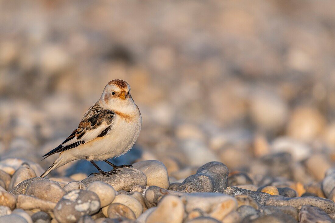 Frankreich,Somme,Baie de Somme,Le Hourdel,Schneeammer (Plectrophenax nivalis) in Kieselsteinen bei der Etappe des Zuges in Le Hourdel