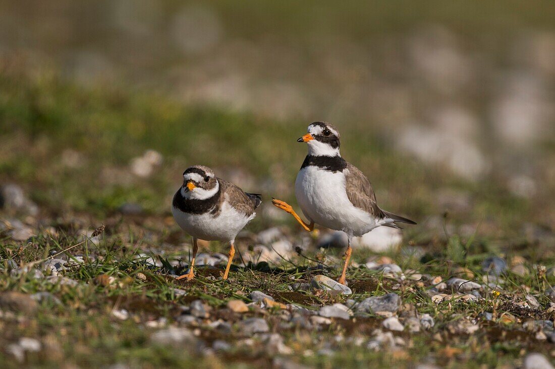 France,Somme,Bay of the Somme,Cayeux-sur-mer,The Hâble d'Ault,Great Plover (Charadrius hiaticula) mating in the spring