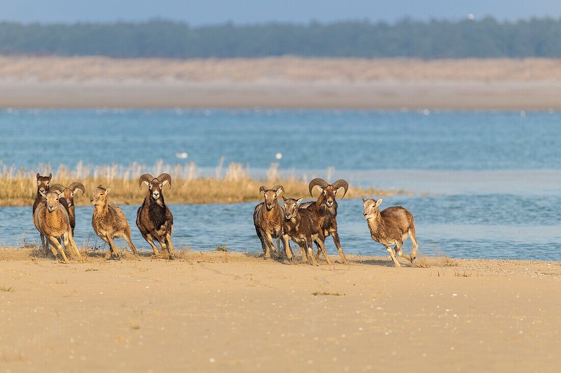 Frankreich,Somme,Bucht von Somme,Naturreservat der Bucht von Somme,Le Crotoy,Mufflons (Korsisches Mufflon,Ovis orientalis musimon), die in dem Naturreservat in der Bucht von Somme Zuflucht gefunden haben, wurden in den 1980er Jahren für die Jagd und Öko-Weiden in einem privaten Bereich in der Nähe des Reservats eingeführt