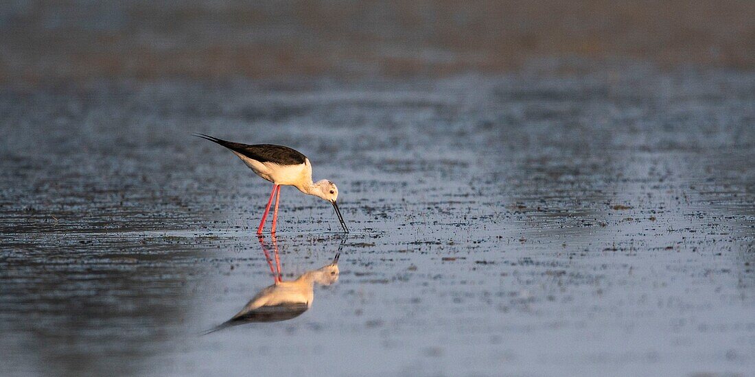 France,Somme,Somme Bay,Crotoy Marsh,Le Crotoy,White Stilt (Himantopus himantopus - Black-winged Stilt)