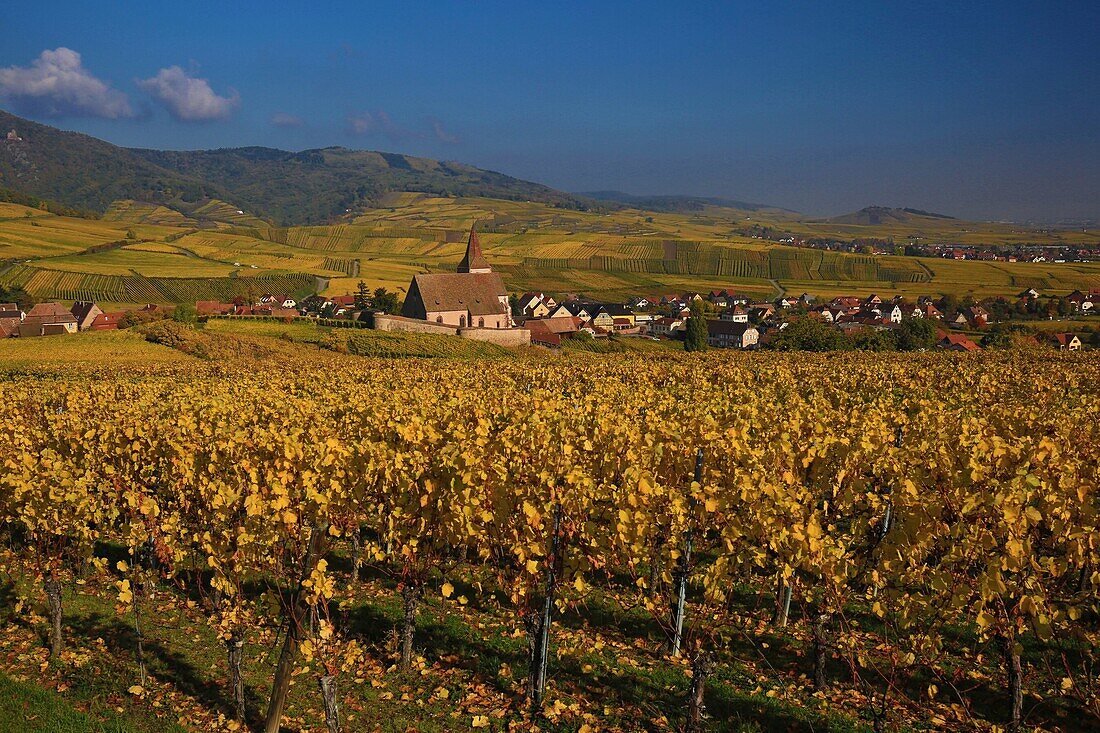 Frankreich,Haut Rhin,Route des Vins d'Alsace,Das Dorf Hunawihr und seine befestigte Kirche Saint Jacques le Majeur aus dem 14. Jahrhundert, umgeben von Weinbergen, wird als eines der schönsten Dörfer Frankreichs bezeichnet