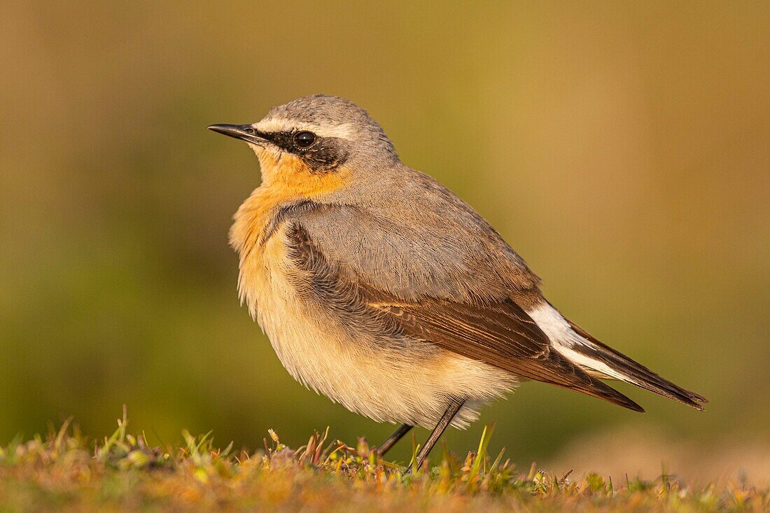 France,Somme,Baie de Somme,The Hâble d'Ault,Cayeux sur Mer,Wheatear (Oenanthe oenanthe Northern Wheatear)