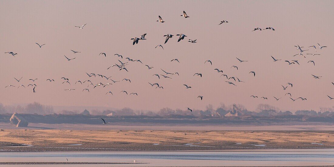 France,Somme,Baie de Somme,Natural Reserve of the Baie de Somme,Le Crotoy,passage of Common Shelducks (Tadorna tadorna ) vis-a-vis the Hourdel in the natural reserve