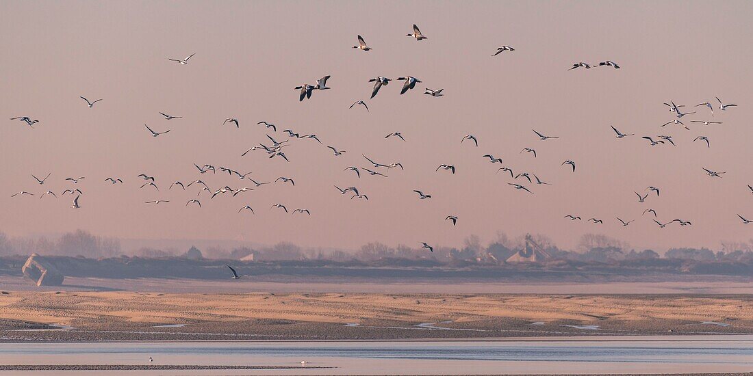 Frankreich,Somme,Baie de Somme,Naturschutzgebiet der Baie de Somme,Le Crotoy,Durchzug von Brandgänsen (Tadorna tadorna ) gegenüber der Hourdel im Naturschutzgebiet