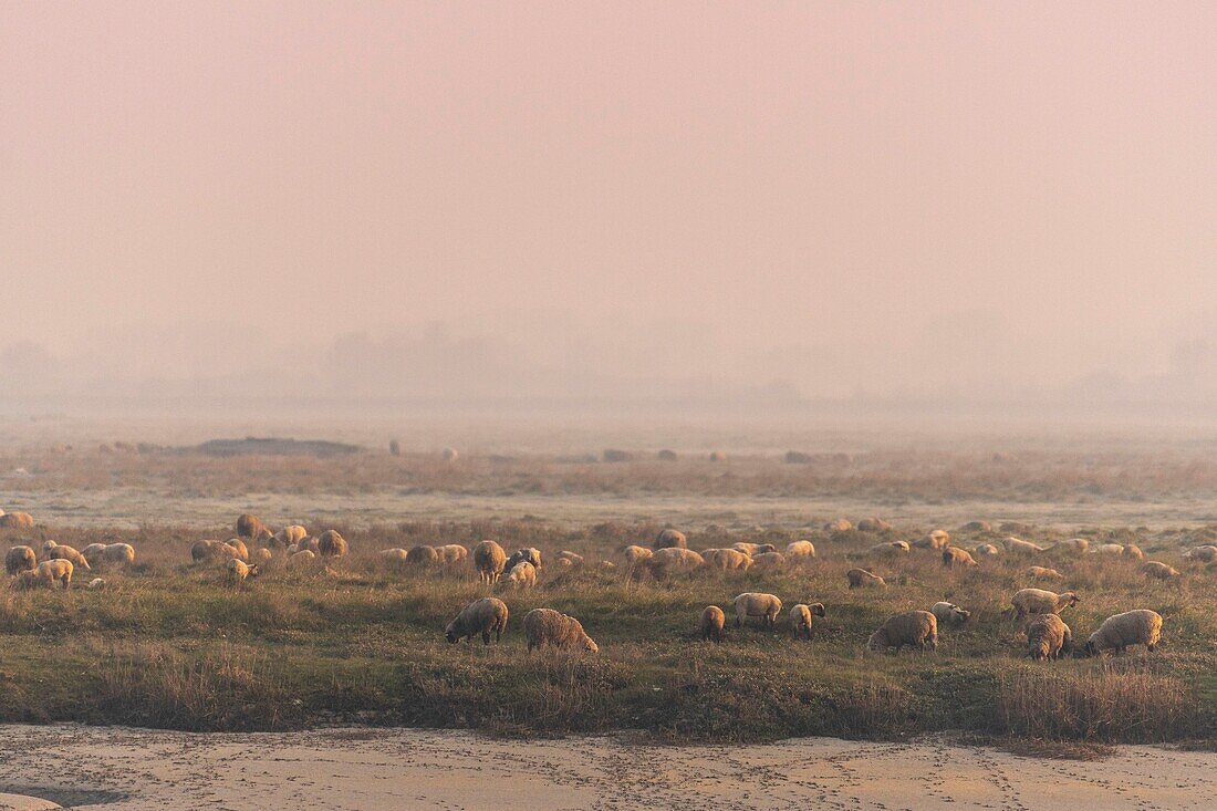 Frankreich,Somme,Baie de Somme,Saint Valery sur Somme,Schafherde auf den Salzwiesen