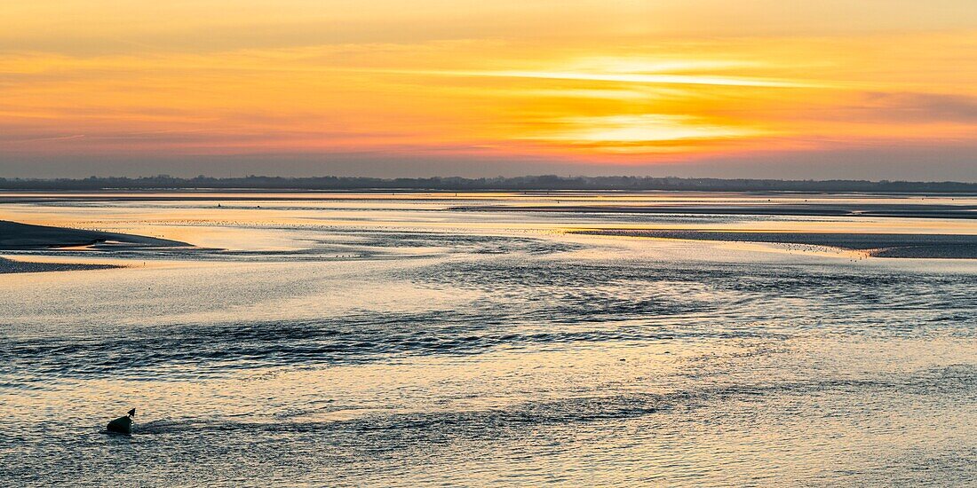 France,Somme,Baie de Somme,Le Crotoy,the panorama on the Baie de Somme at sunset at low tide while many birds come to feed in the creeps