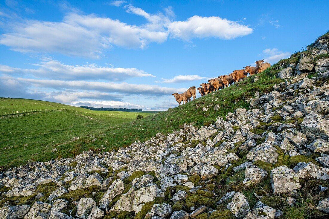 France,Cantal,Regional Natural Park of the Auvergne Volcanoes,herd of cows,Cezallier plateau near Segur les Villas