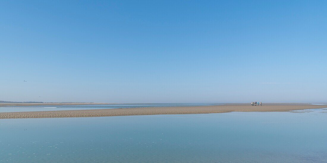 France,Somme,Baie de Somme,Natural Reserve of the Baie de Somme,Le Crotoy,Maye Beach,Guide nature and his group in the Baie de Somme a day of high tide