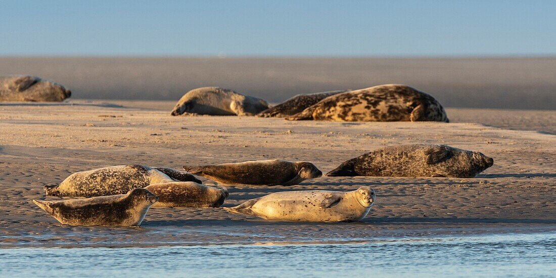 France,Pas de Calais,Cote d'Opale,Authie Bay,Berck sur mer,common seal (Phoca vitulina) resting on sandbanks at low tide